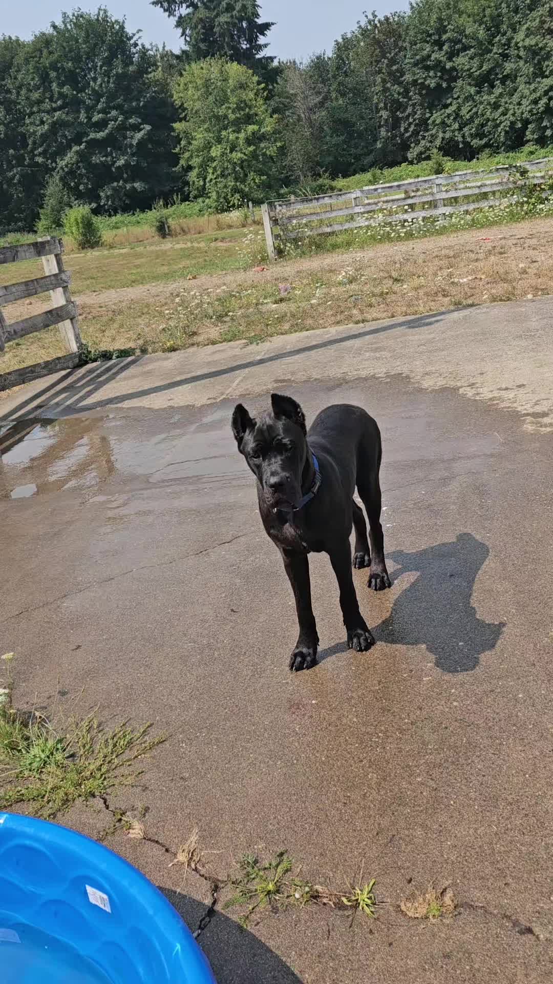 @tall tails rescue & transport
