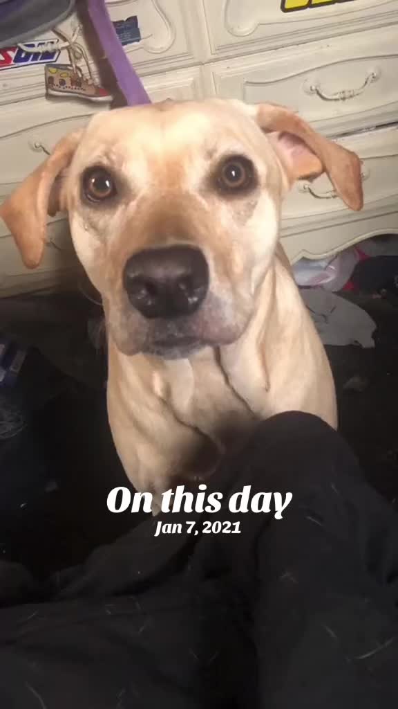 @Service_dog_Lexi