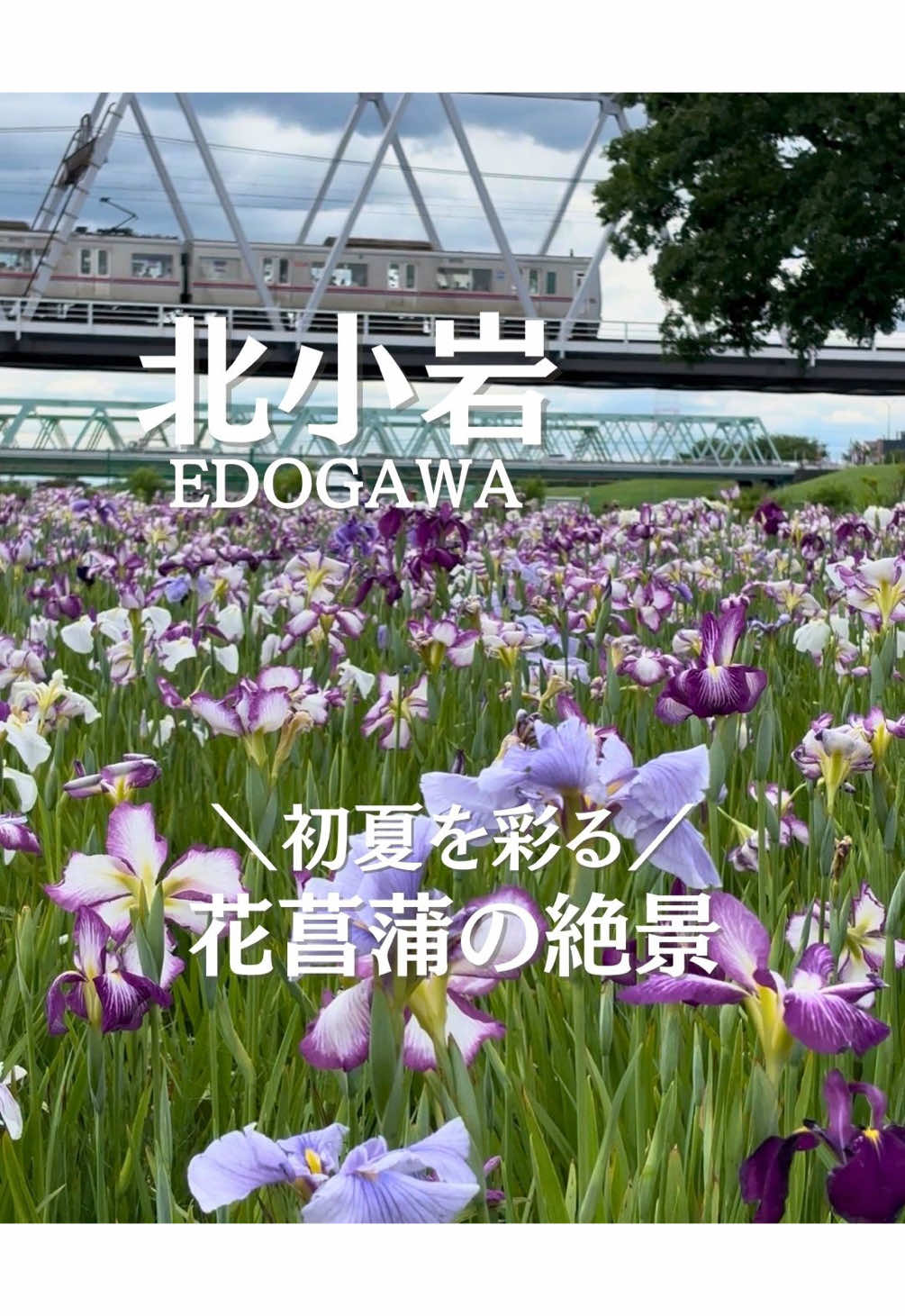 @ことり〻江戸川区 まちの魅力再発見