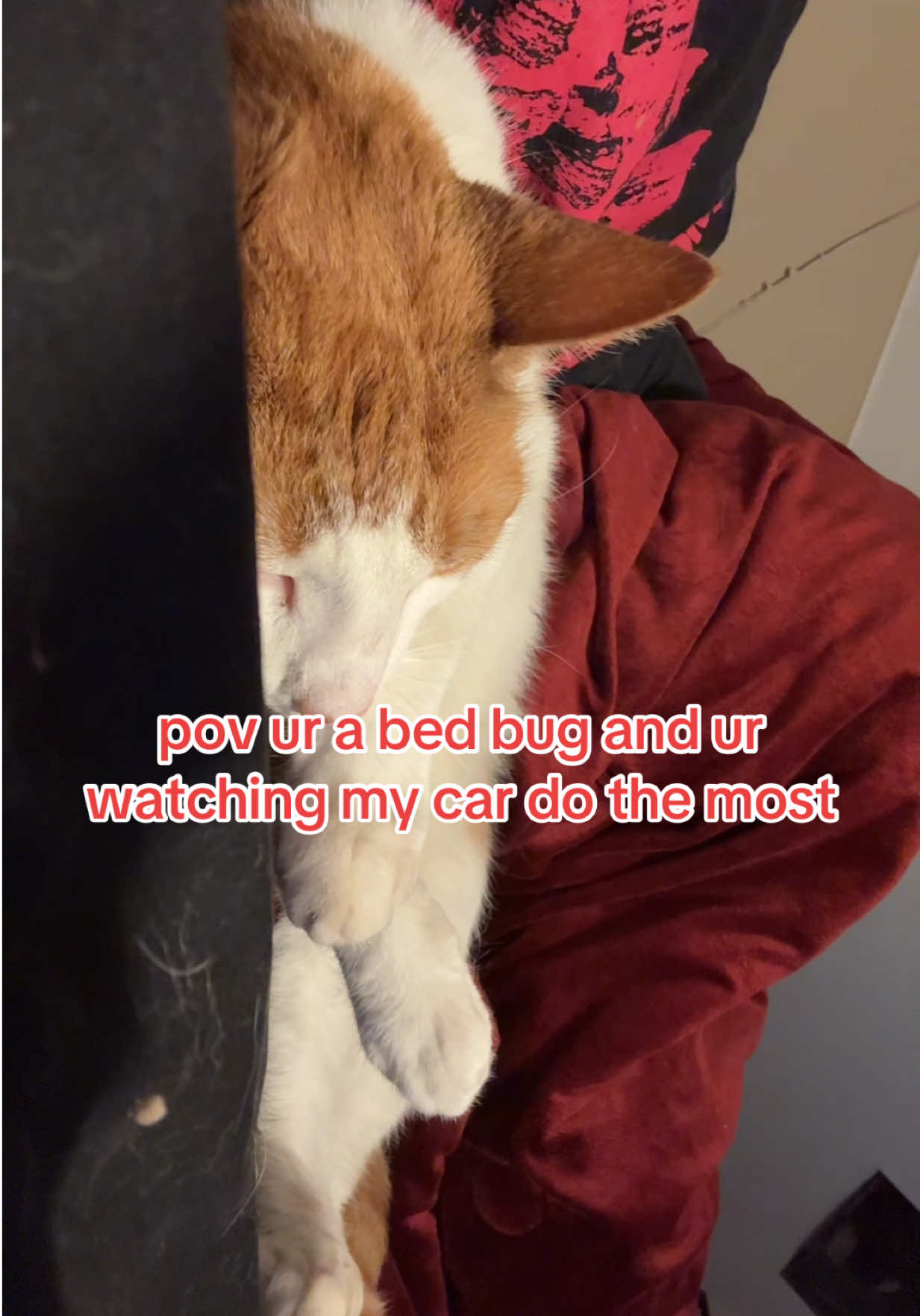 @༺✧ᴍɪᴄʜᴀ✧༻