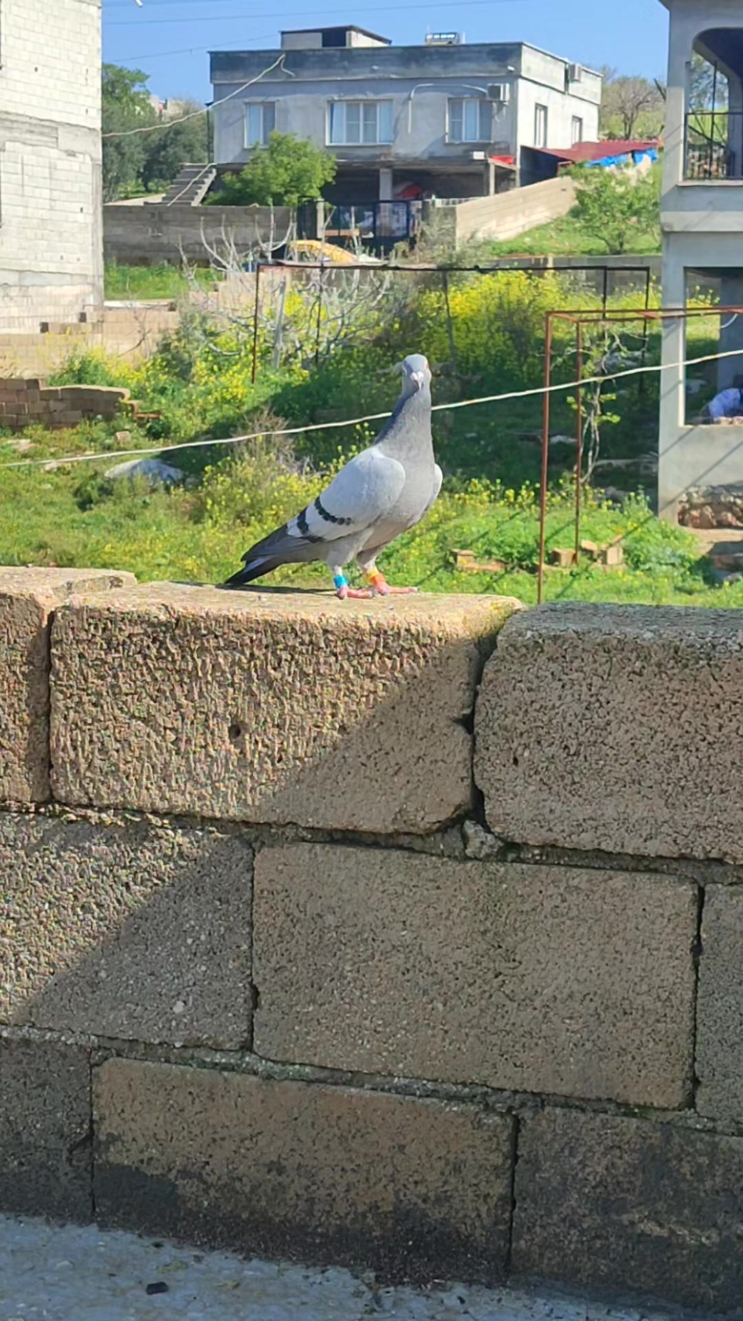 @MEHMET ÇOBAN ( PEŞTO )