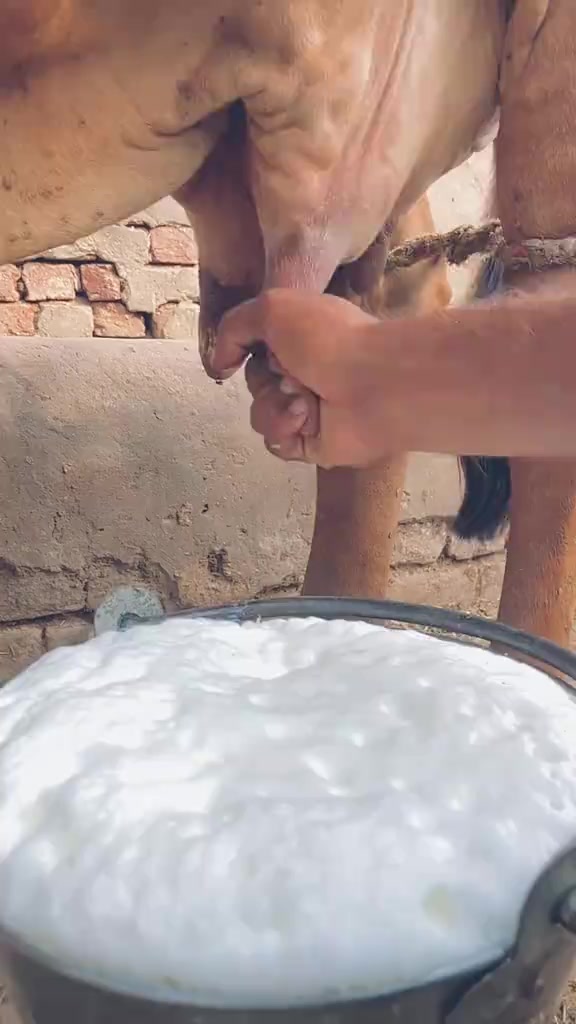 @سناتنی دھرم (چوہان سماج)  🇵🇰