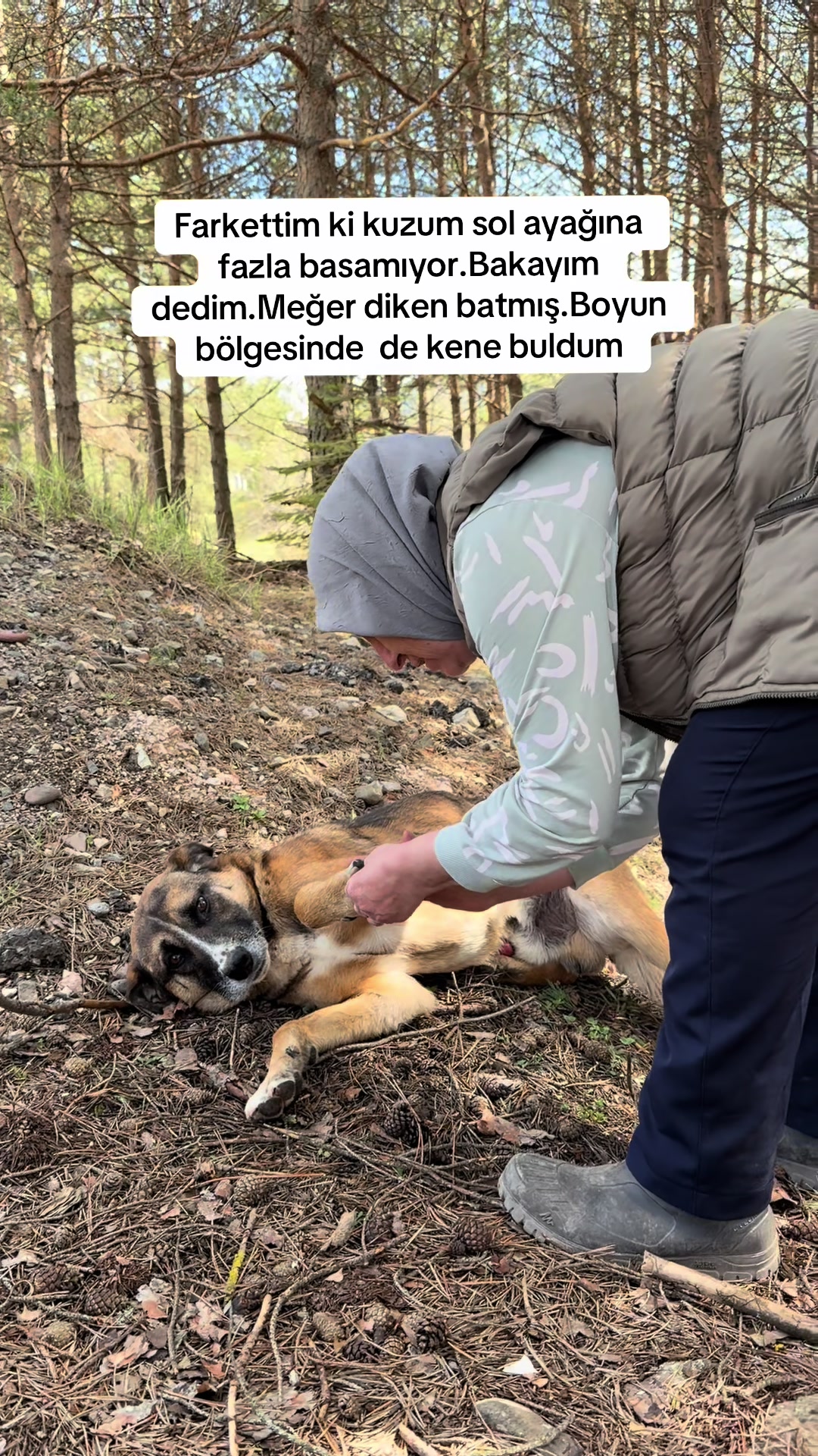 @azaphanecanlari