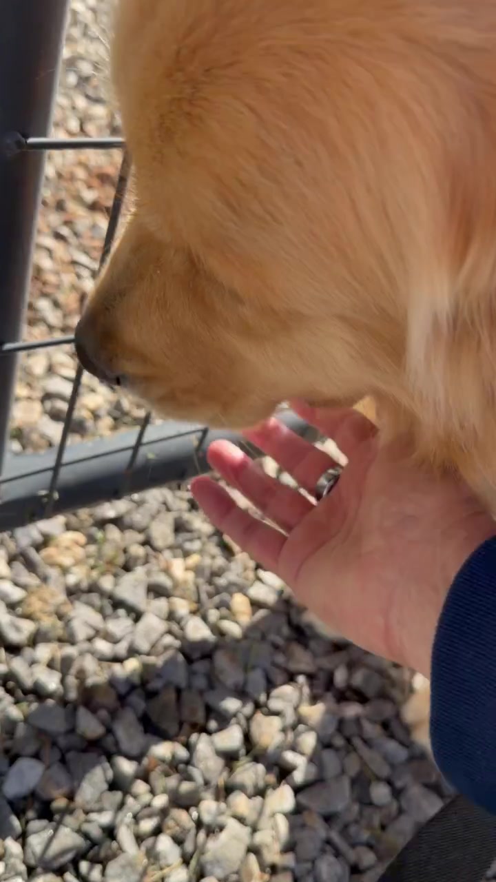 @DogMomisms