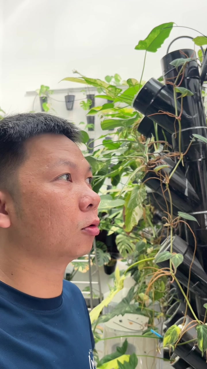 @Huy Kiểng Lá