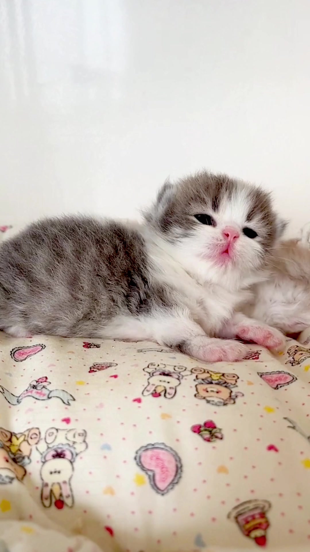 @catbosssss