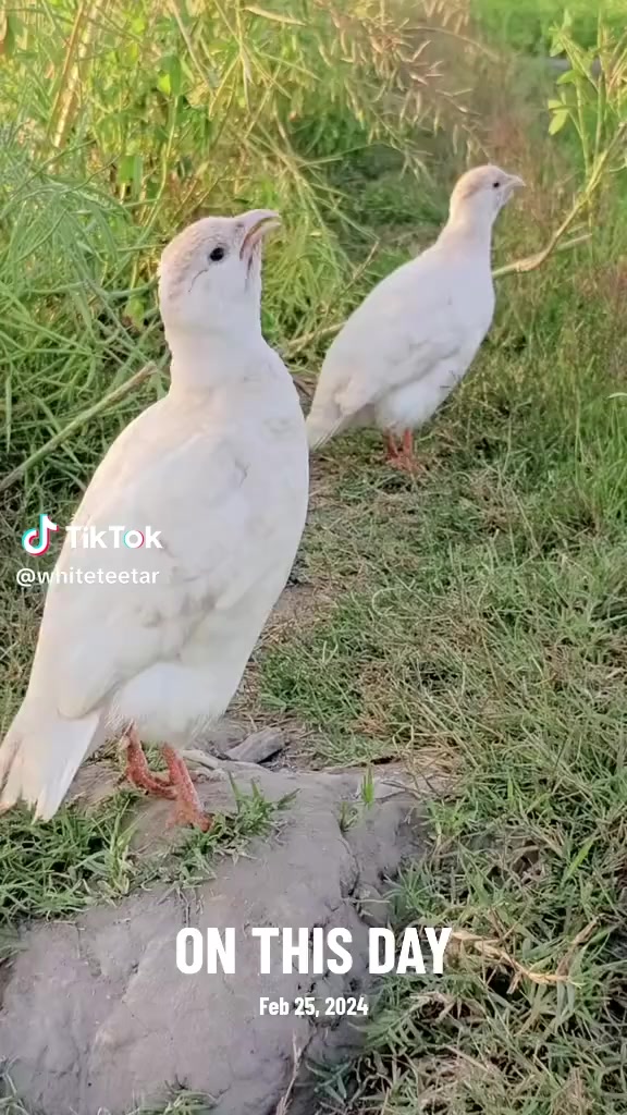 @manasar 996R