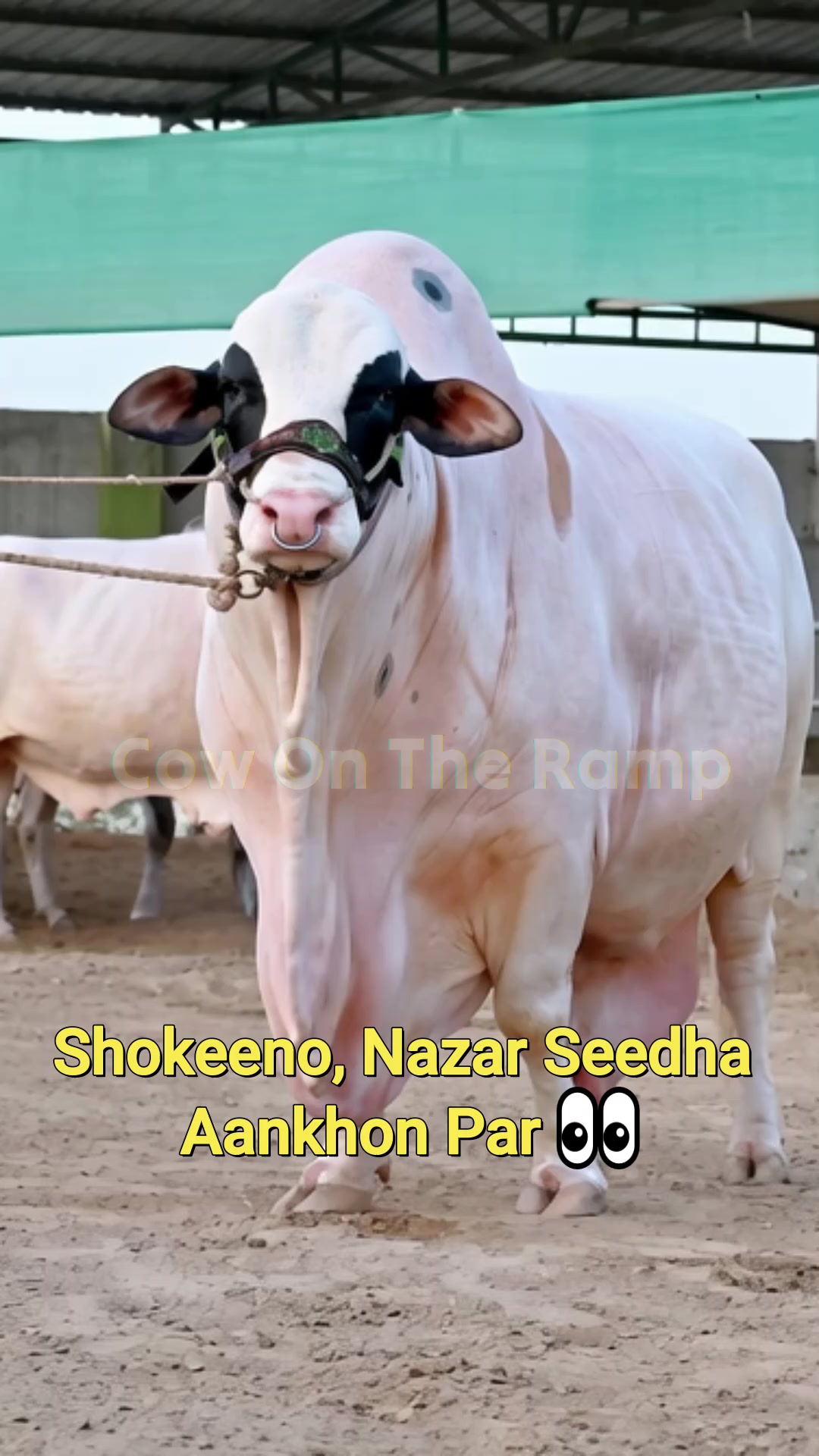 @Cow On The Ramp