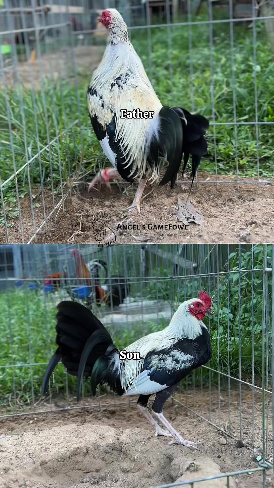 @angelsgamefowl88