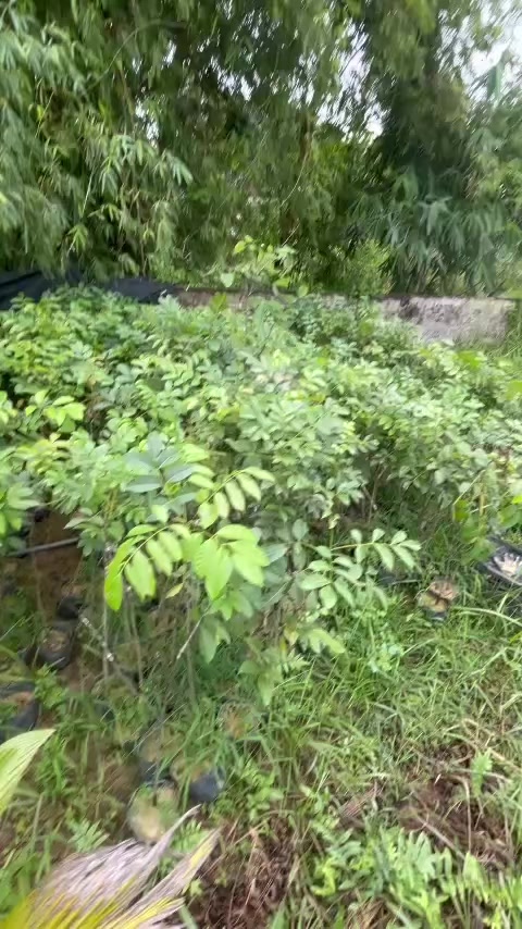 @Nhà Vườn Vũ Mai