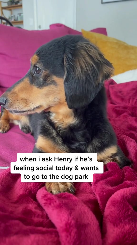 @Henry the mini dachshund