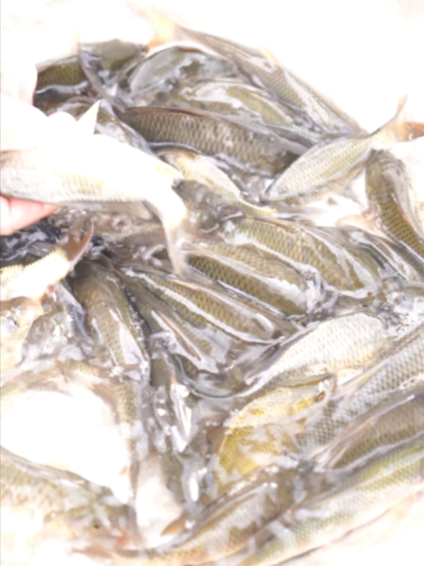 @Trại Cá Giống Quang Lâm