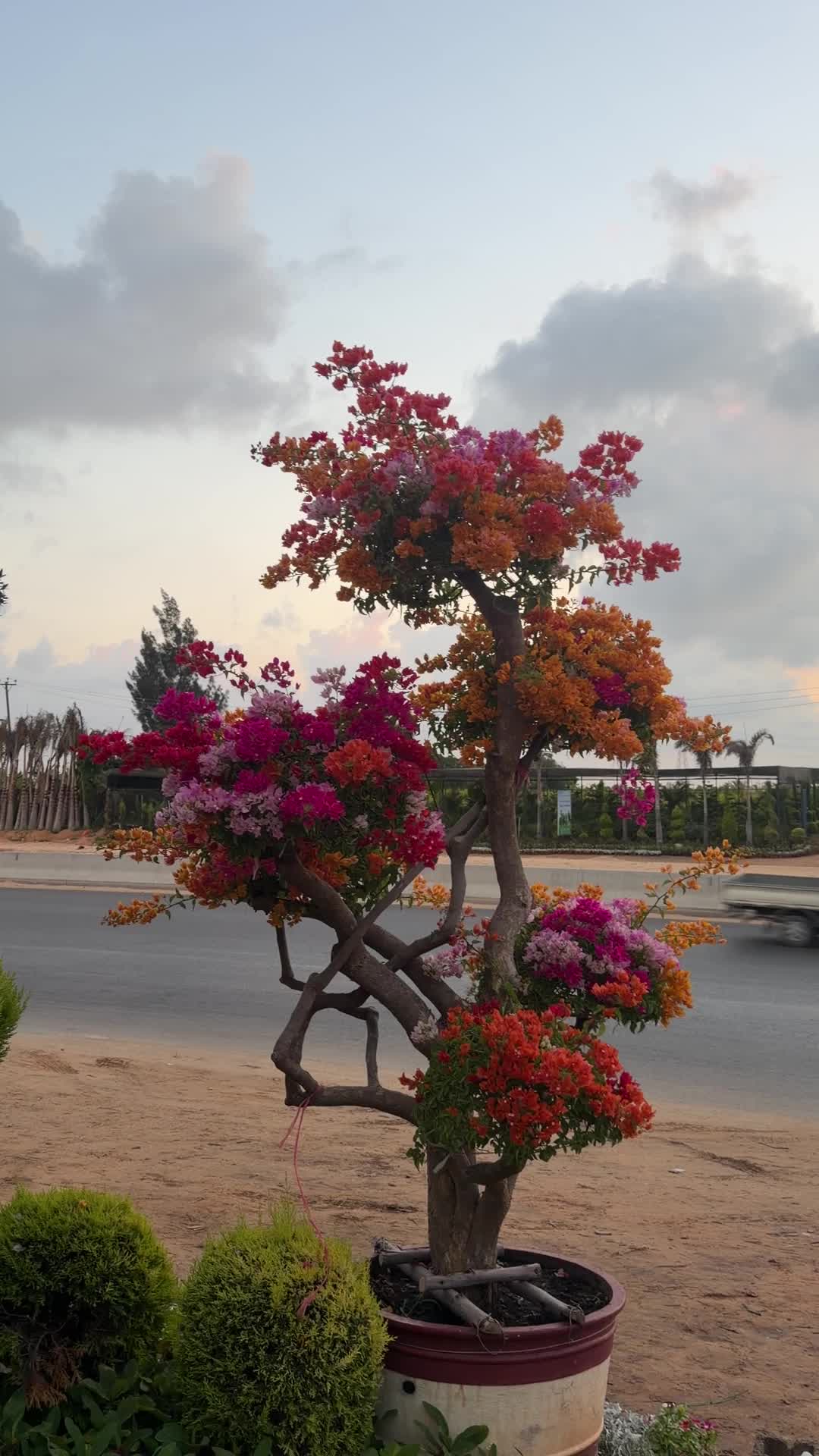 @مشتل البركة