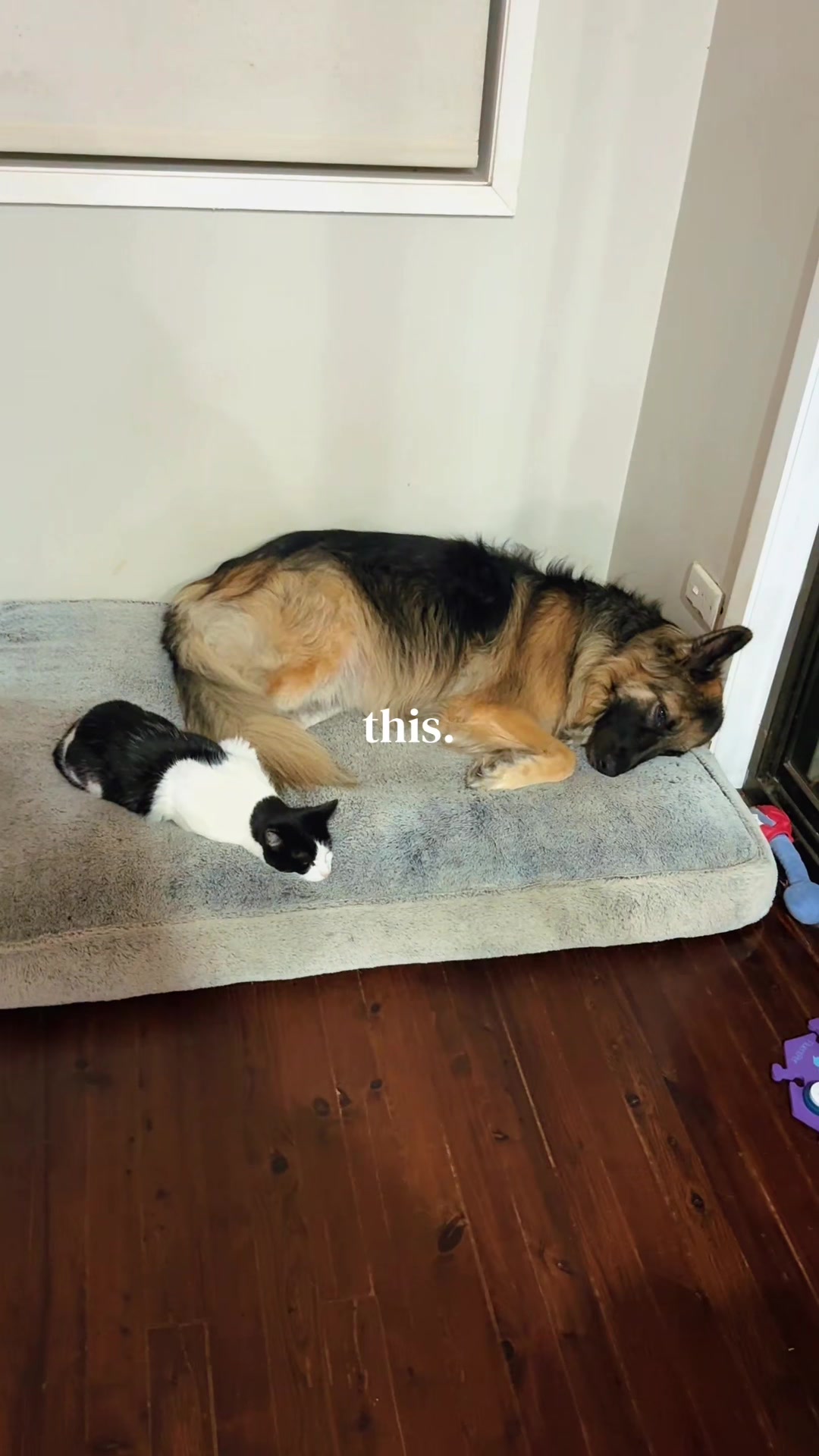 @Indy German Shepherd