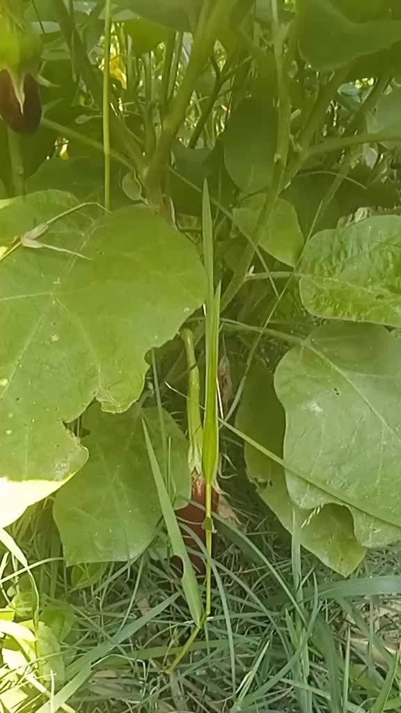 @serbadhurshiwa