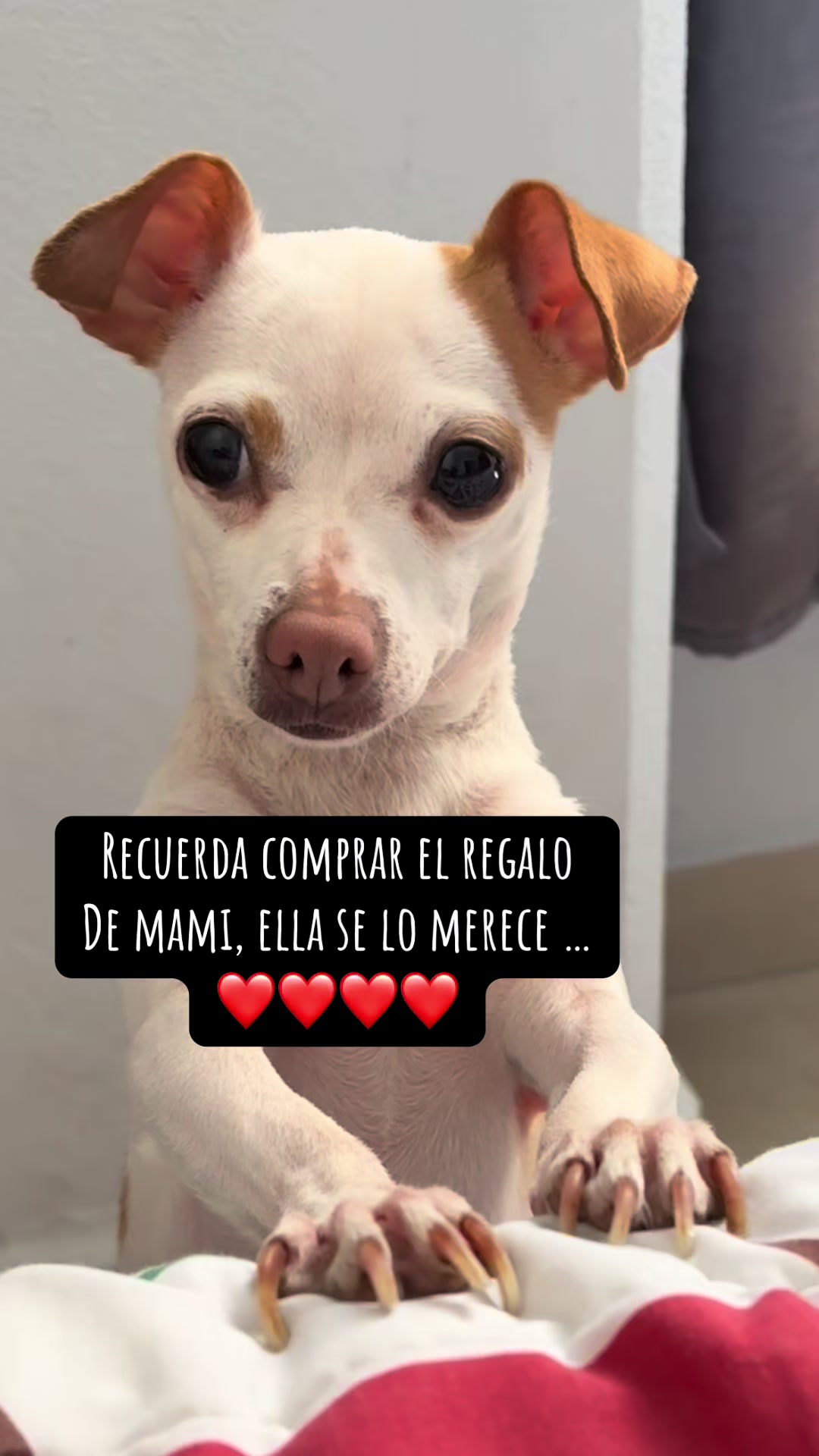 @galleta la chihuahua