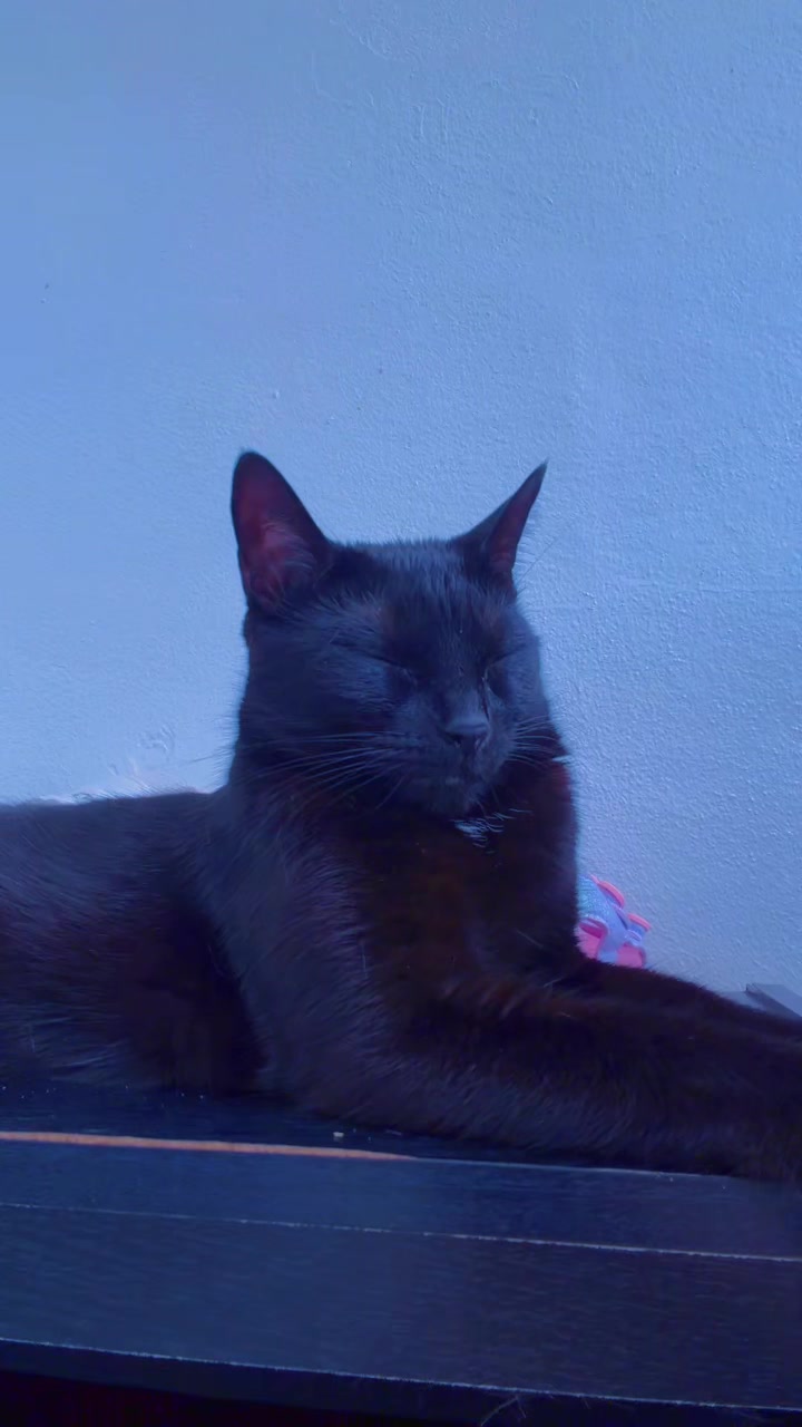 @I&rsquo;m Kitty 🐈&zwj;⬛