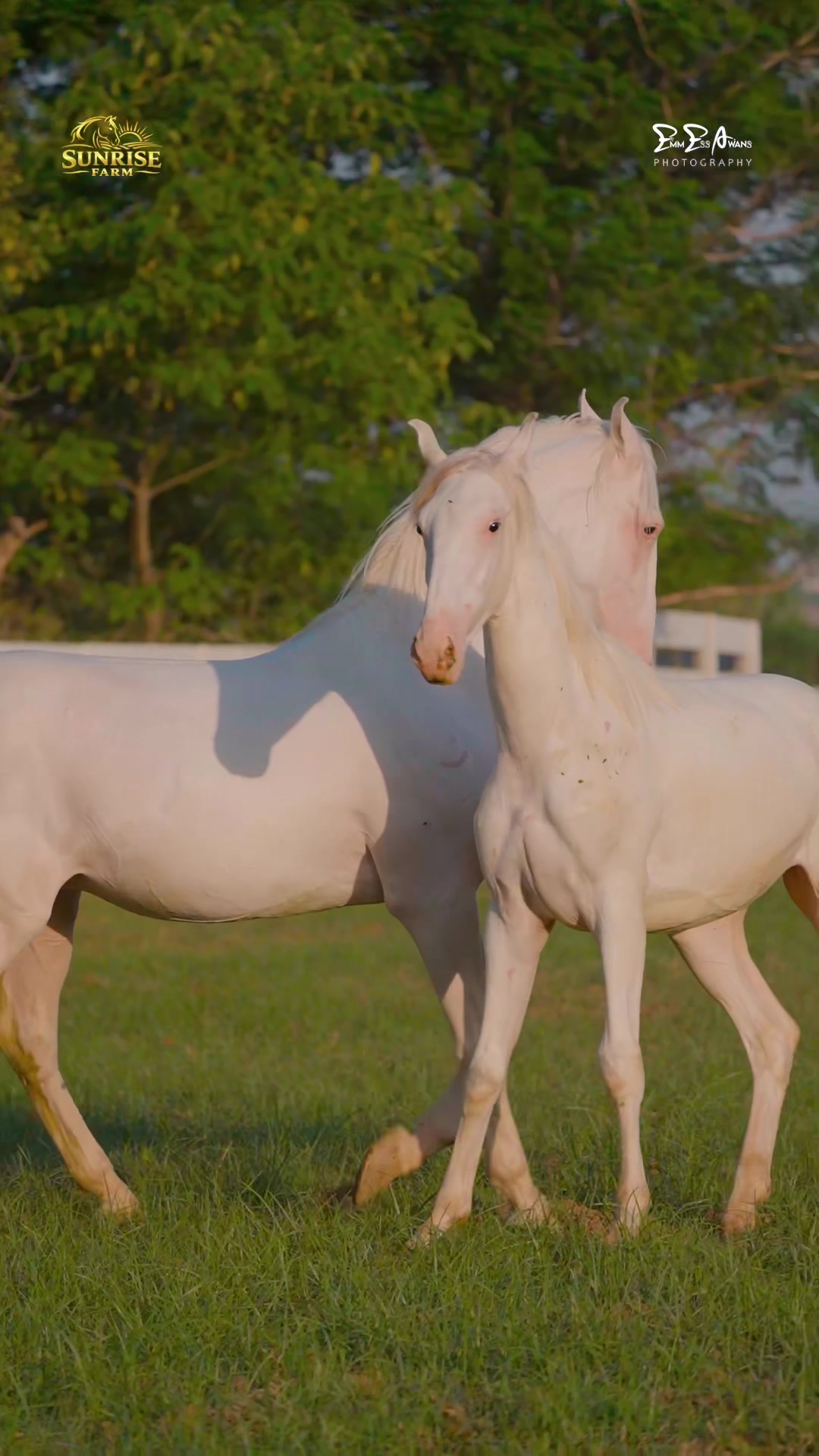 @SUNRISE STUD FARMS RAWALPINDI