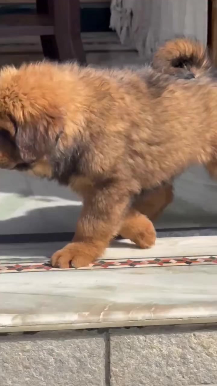 @Kashmiri_Bakrwal_Dog