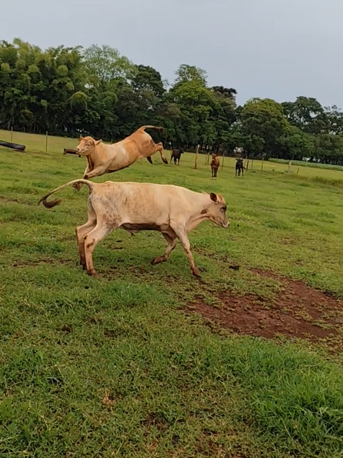 @Renan Boiadeiro 🐂