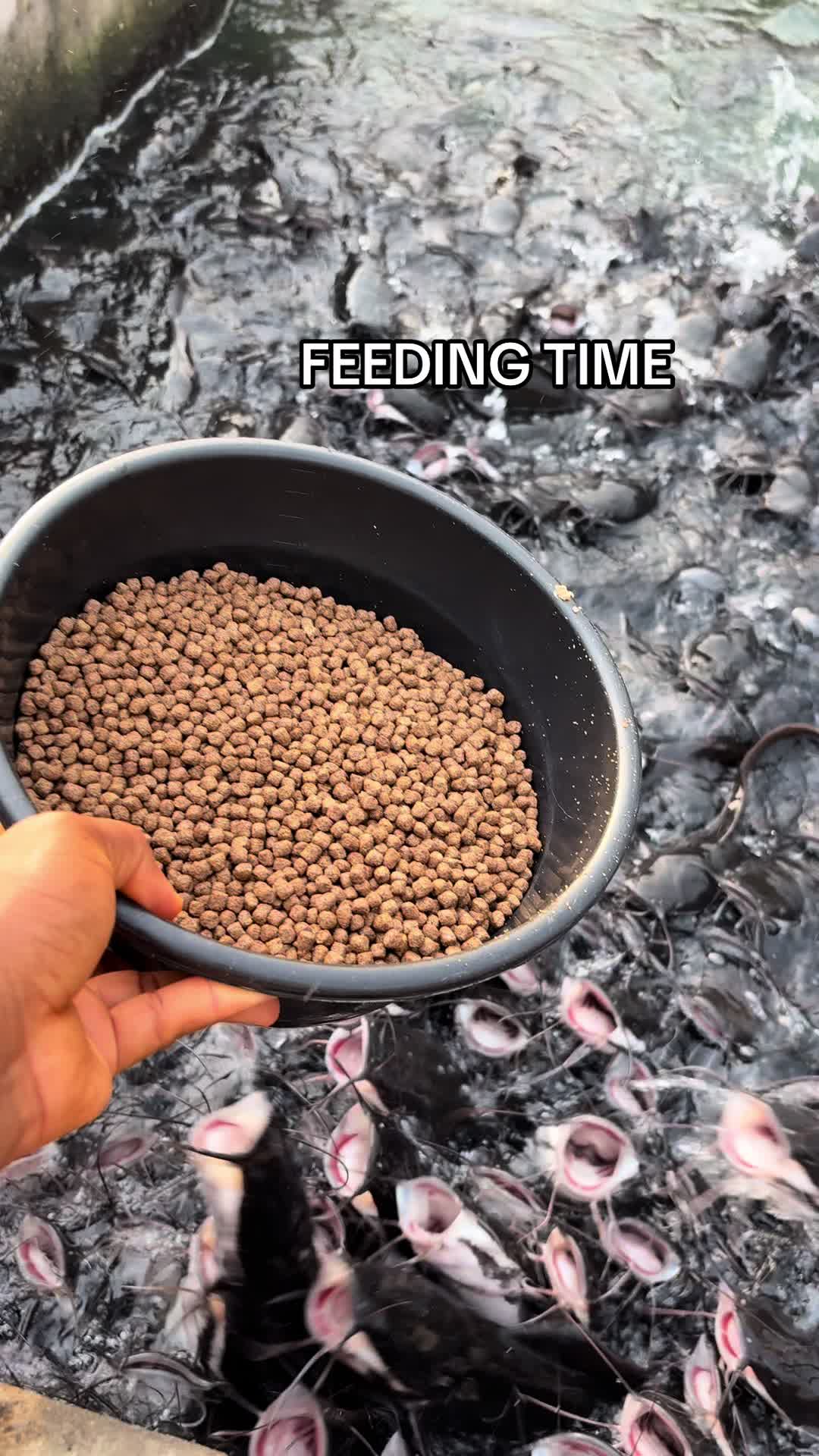 @Lagosfarmgirl
