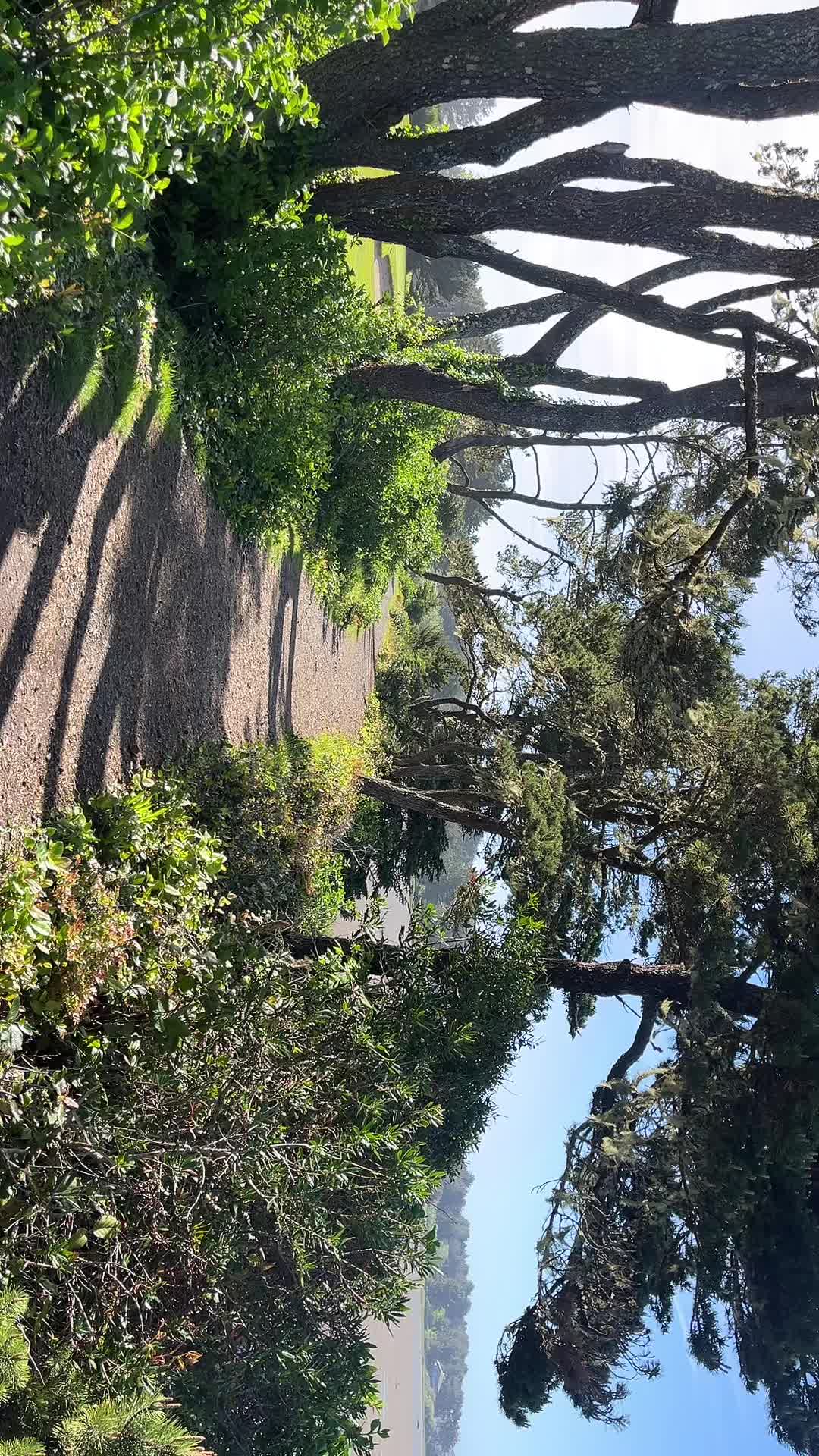 @liviaaaplatt