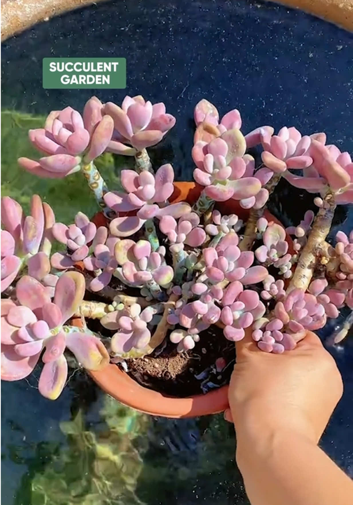 @Succulent Garden