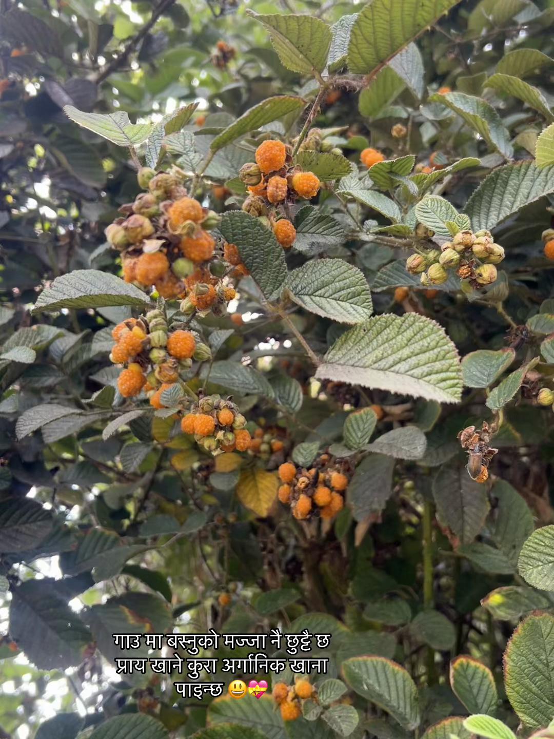 @malatibasnet38