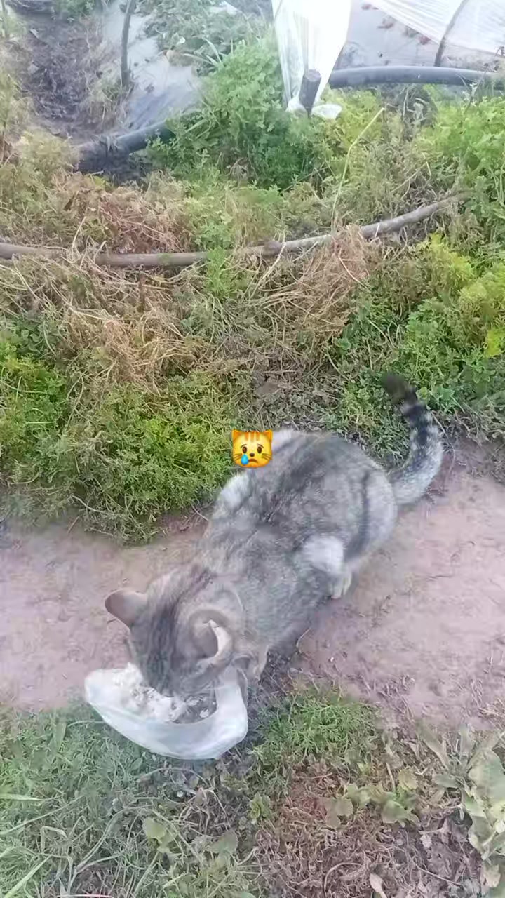 @Emy_Mary🇧🇴🇦🇷🐇🌿