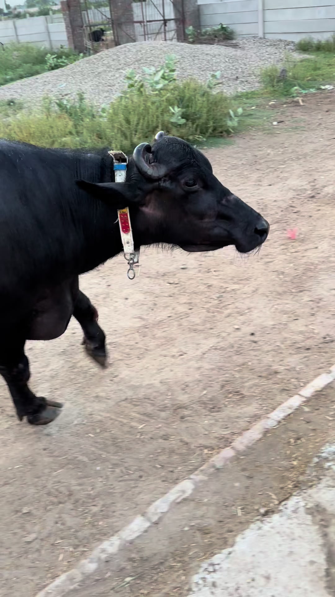 @Jutt Dairy Farm