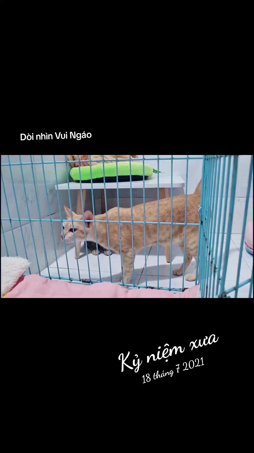 @Khế thúi