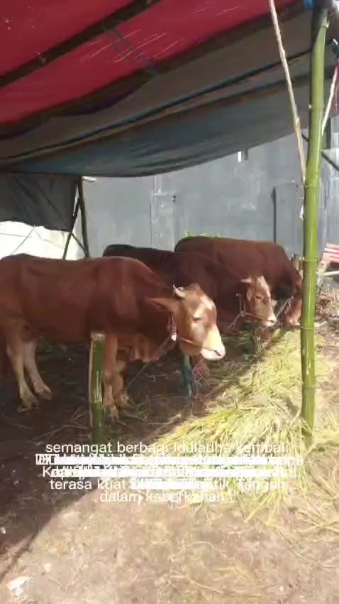 @redaksi8.com