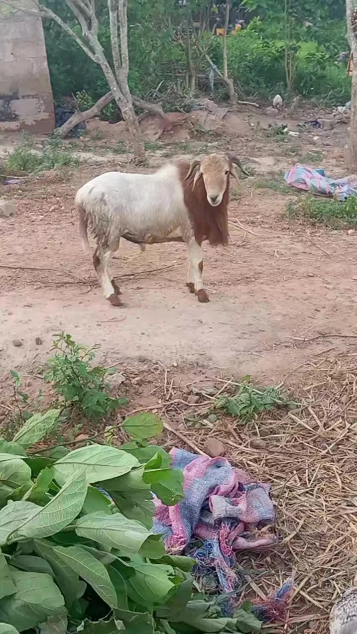 @Sangaré Moussa