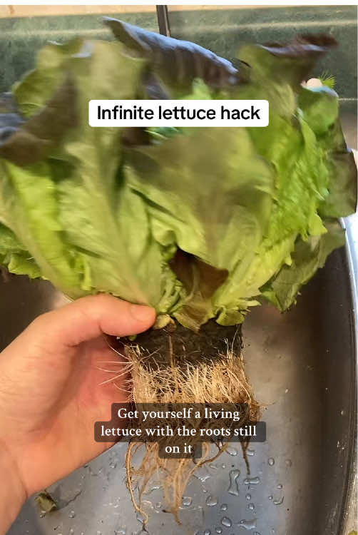 @SimplyLivingHomestead