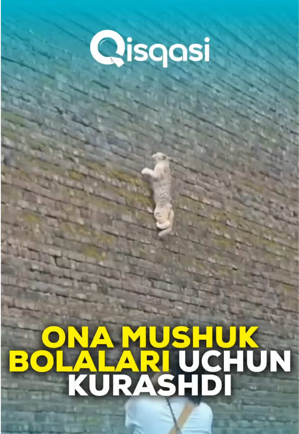 @Qisqasi TV