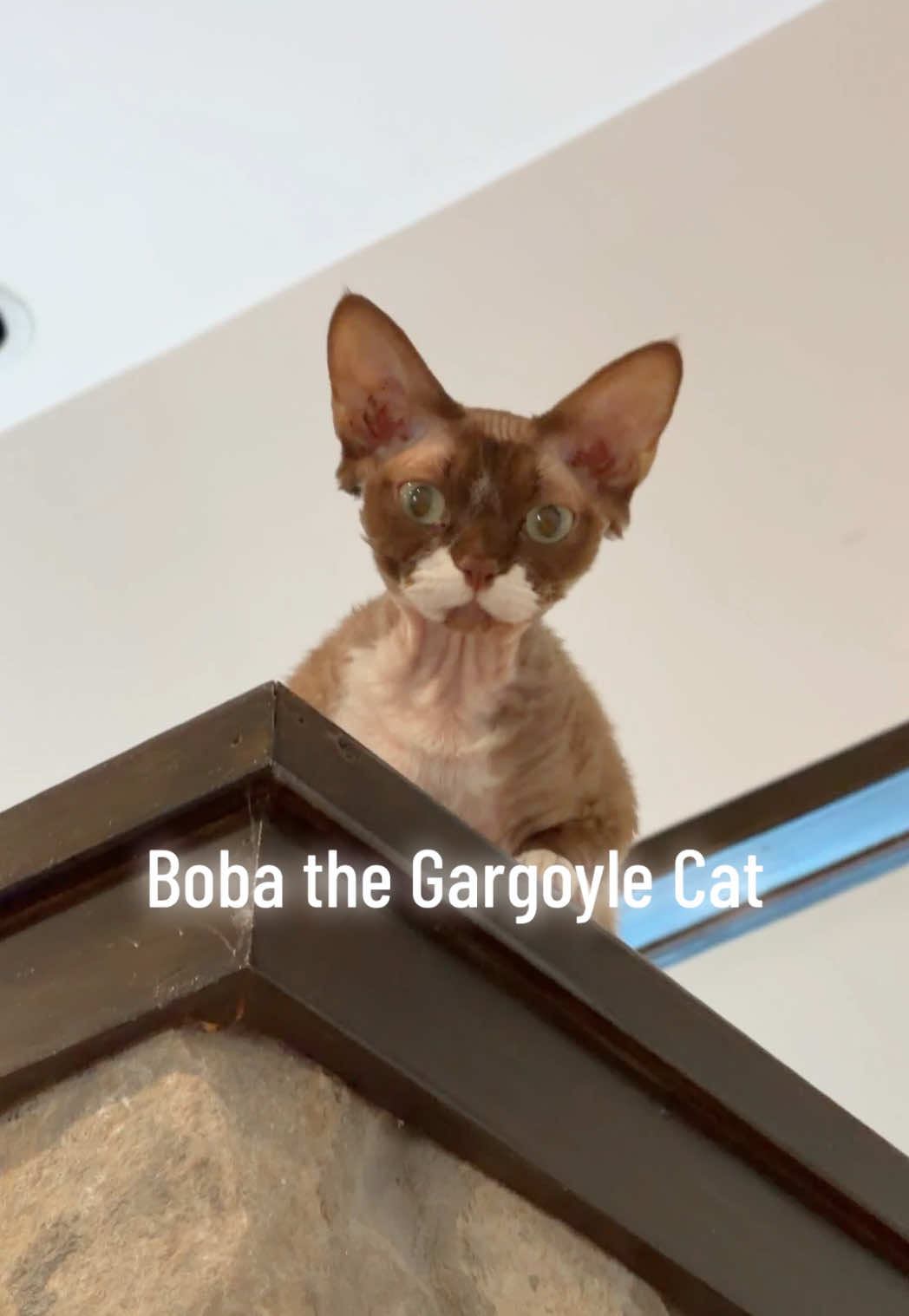 @Boba’s Buds Minskin Cats