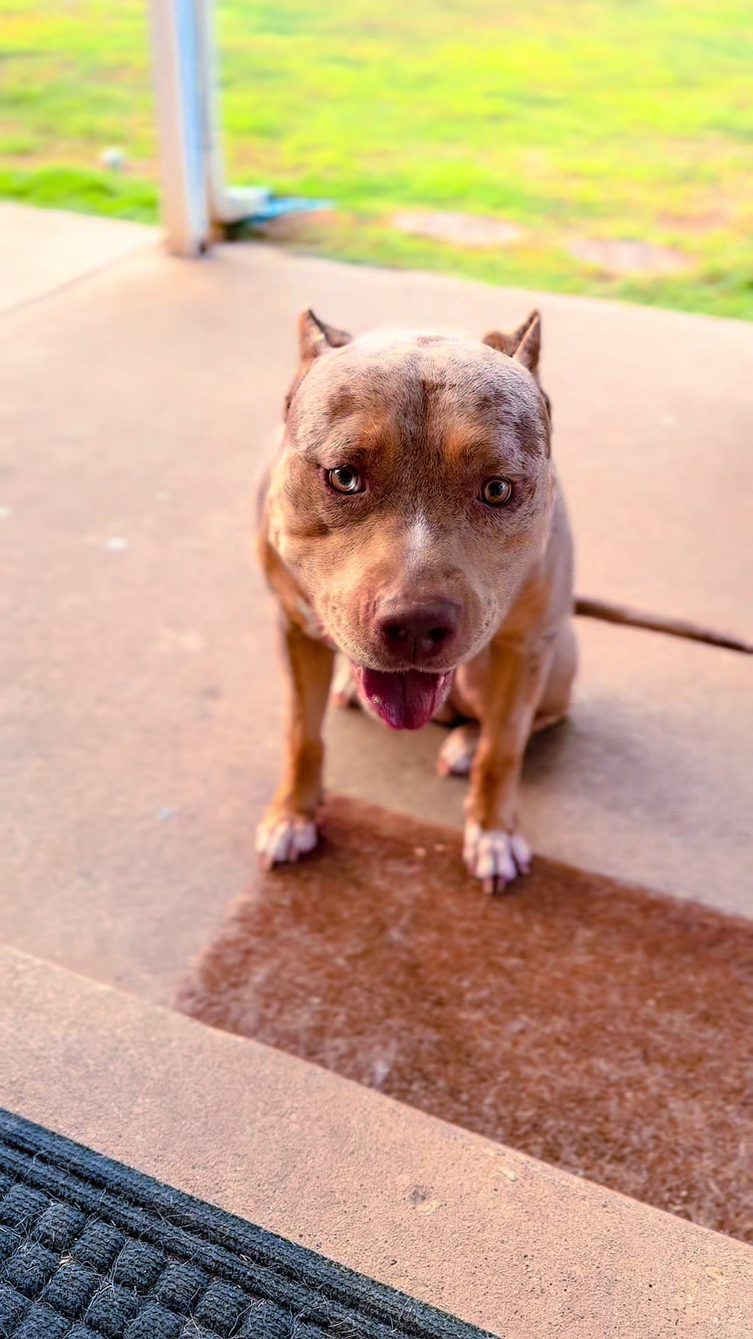 @Unschool the Dog