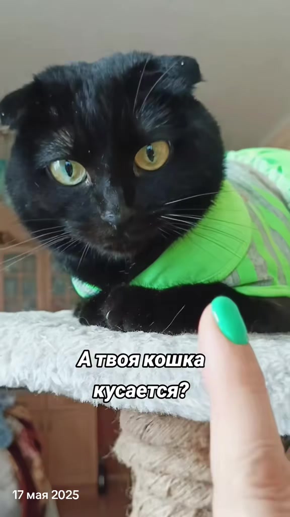 @ИрА😹Эля🐾🐾 ✔