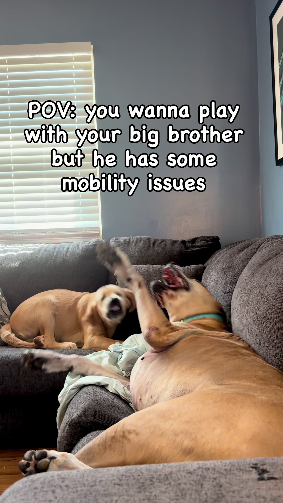 @Koda, Harley, and Brody