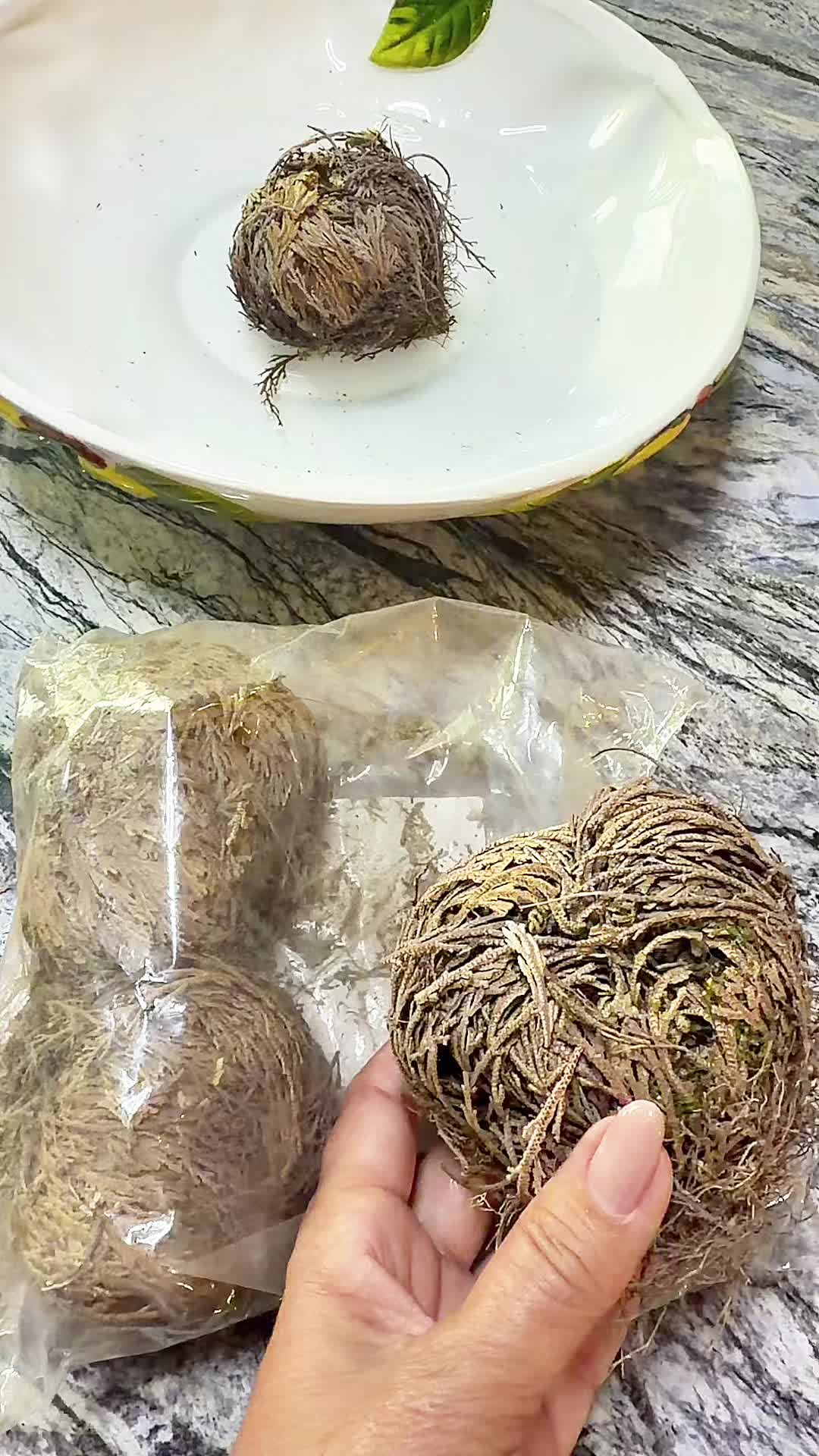 @Gladys Bello