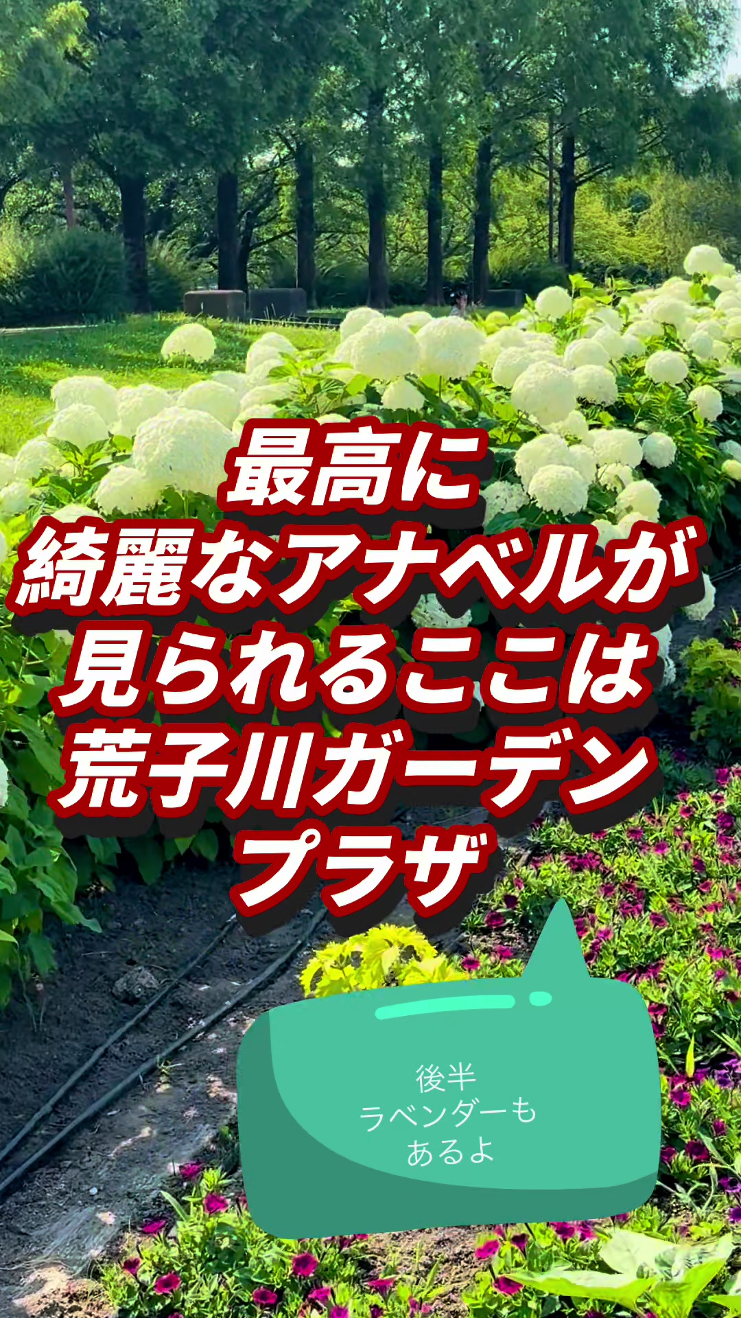 @ぱぴぷり