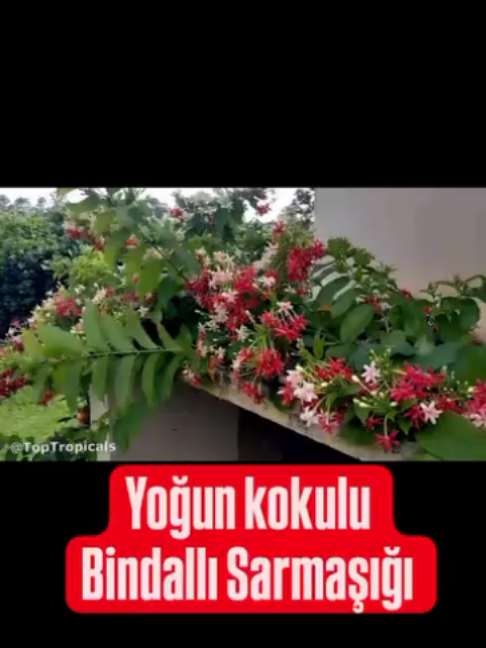 @Lotus bitki satışı