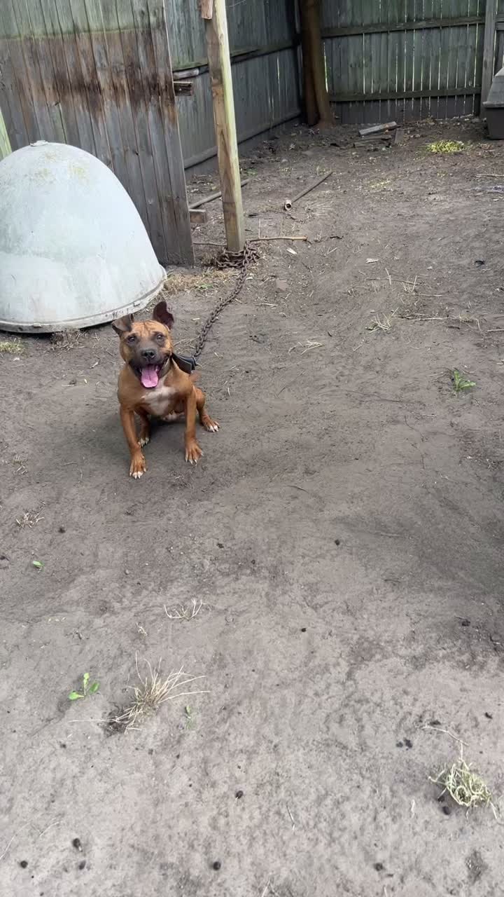 @themreal_hounds