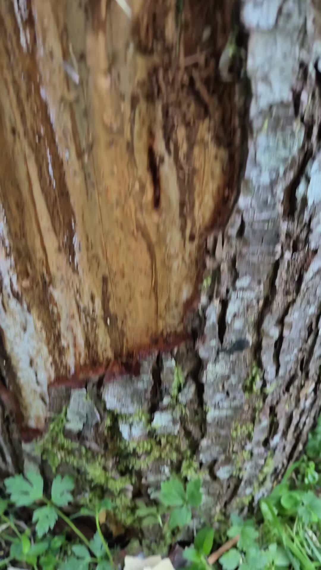 @TesticleezOfTroy