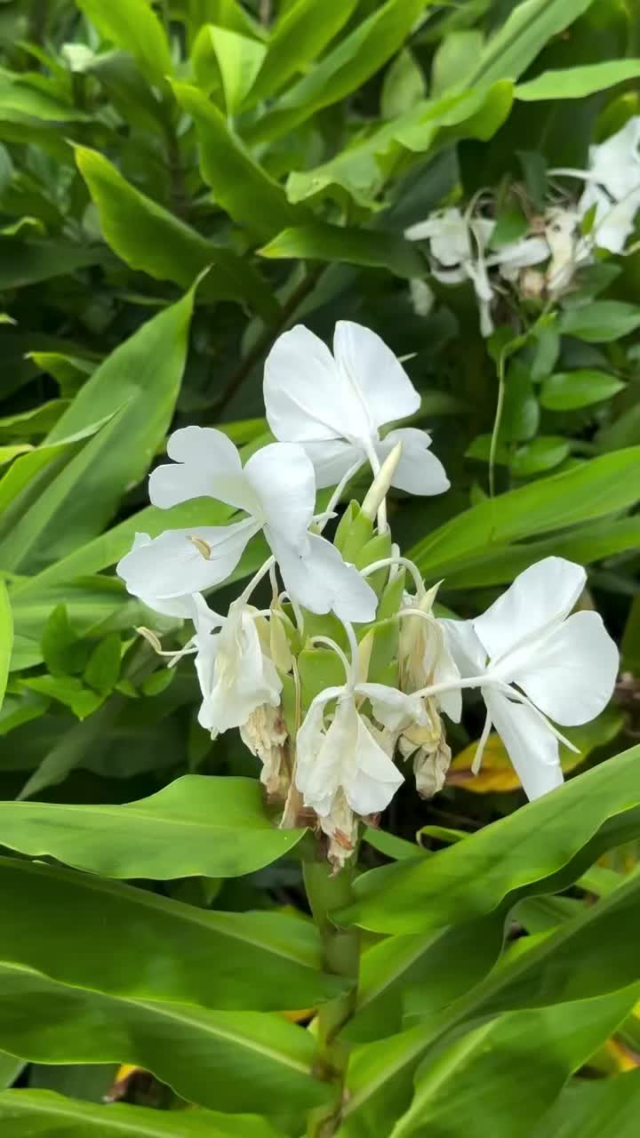 @Ka’uhane Mainaaupo