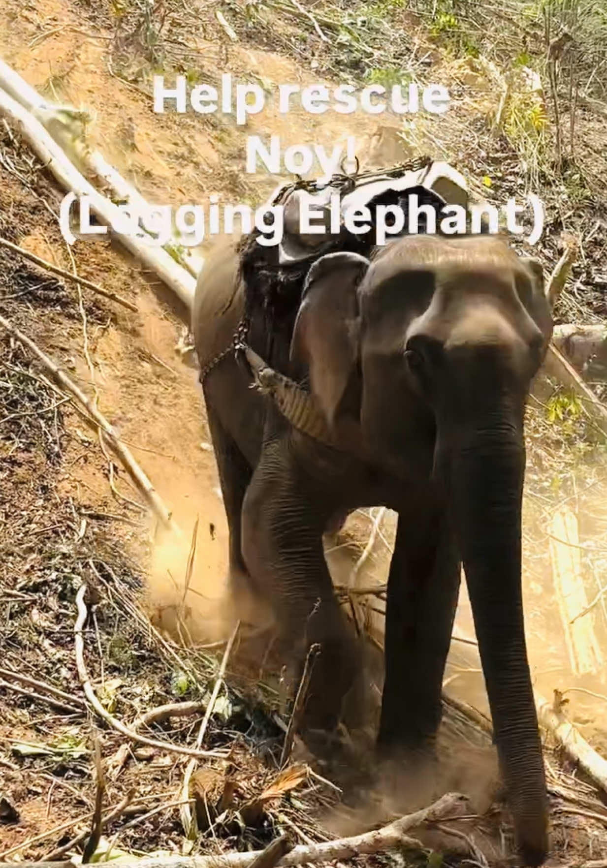 @WAN🐘