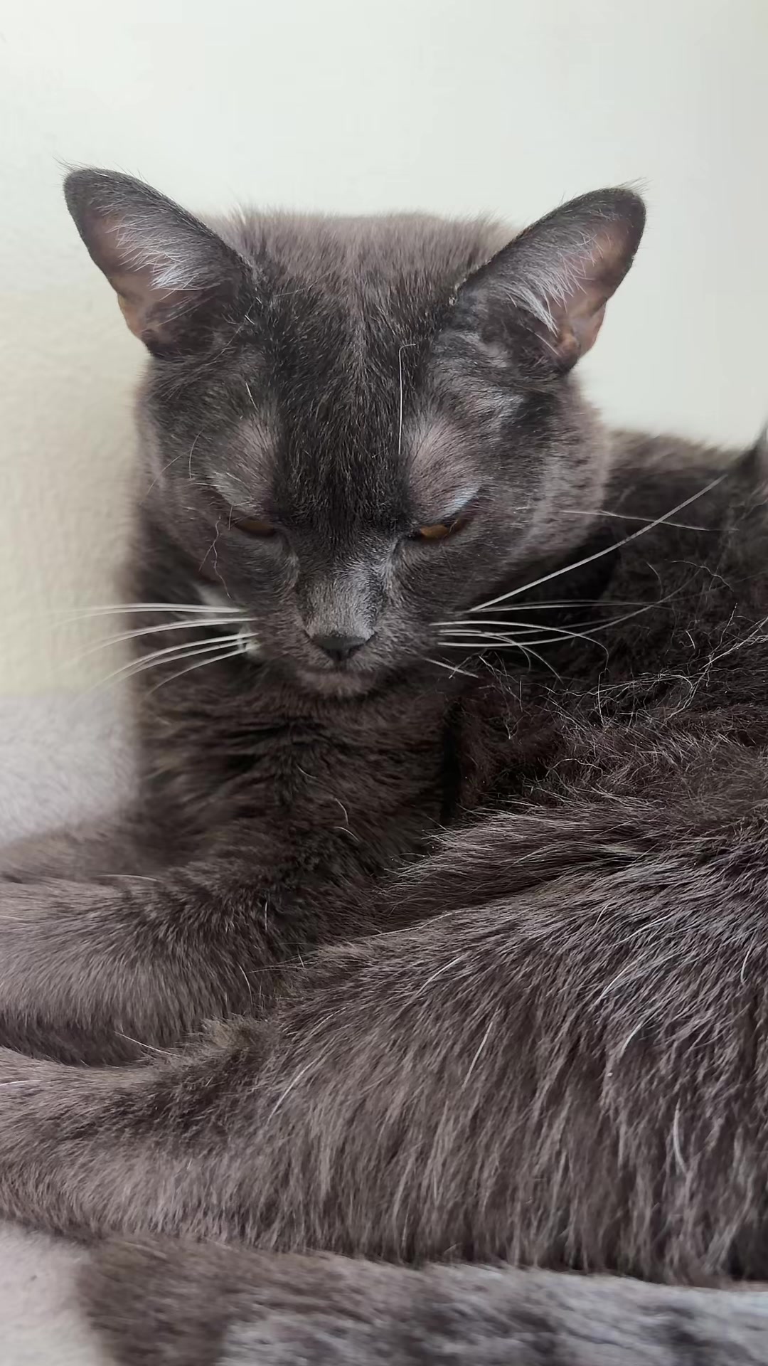 @zeldathecutecat