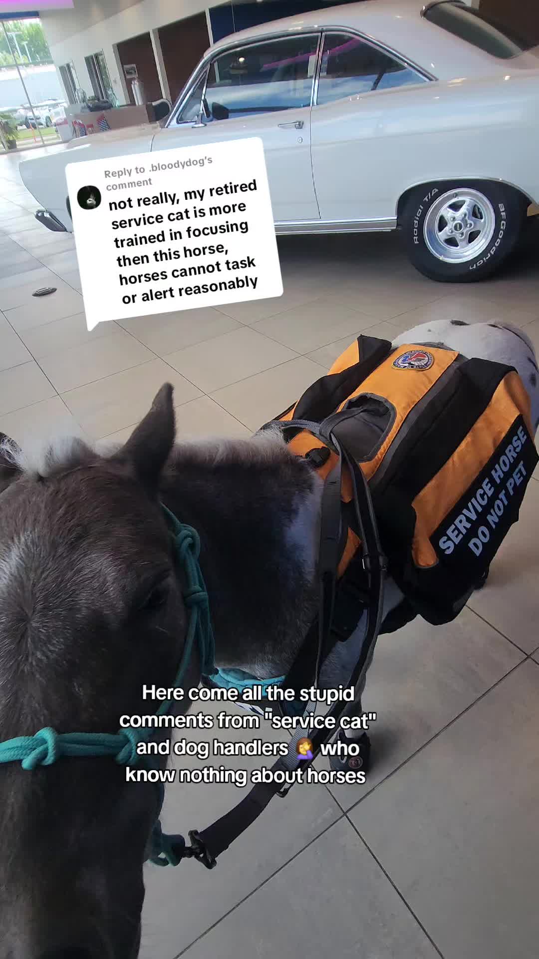@minihorsemomandtrainer🐴🐴🐴🐴