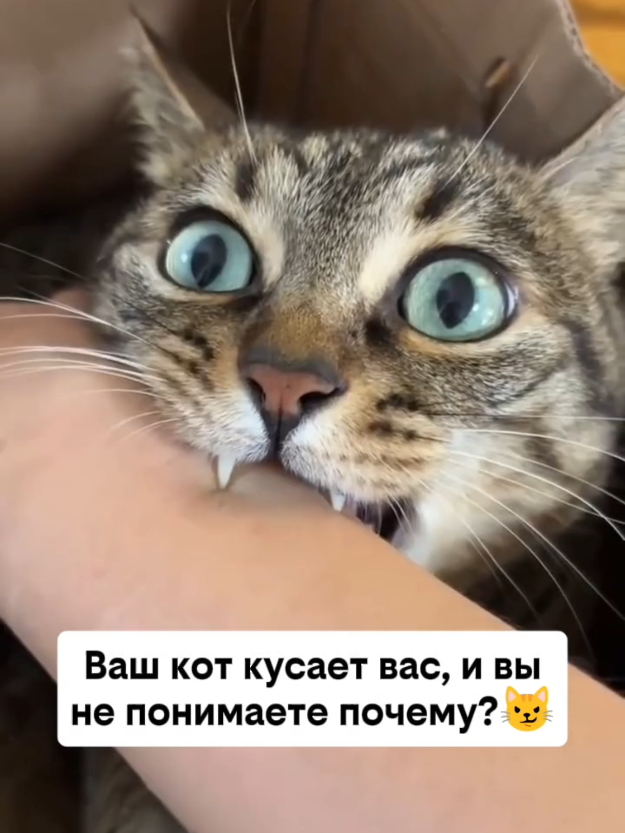 @RescueAnimals Nir