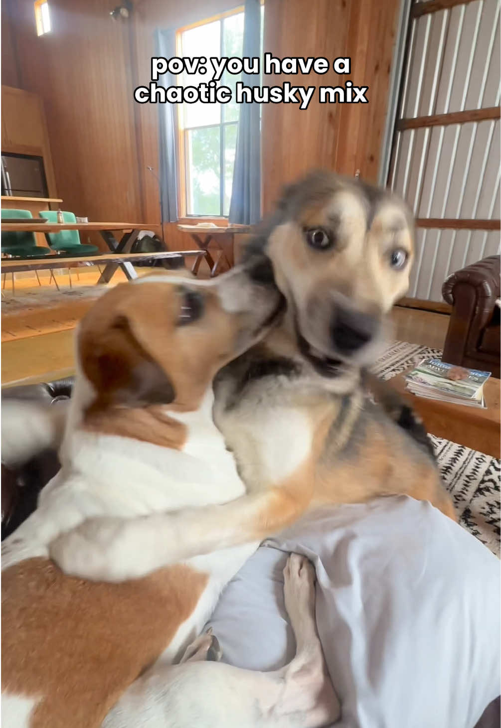 @Taylor + 4 dogs ๐ฉ๐ผ๐ถ๐ถ๐ถ๐ถ